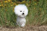 BICHON FRISE 495